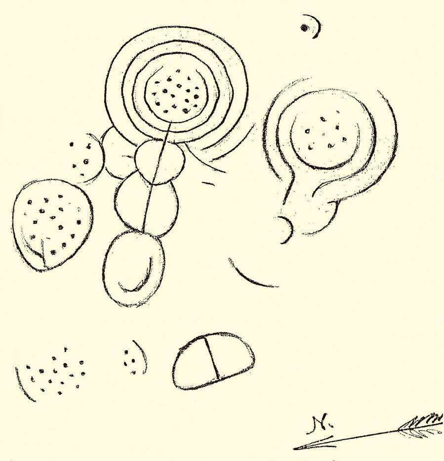 Motivos da Peneda Negra por Henrique Campo