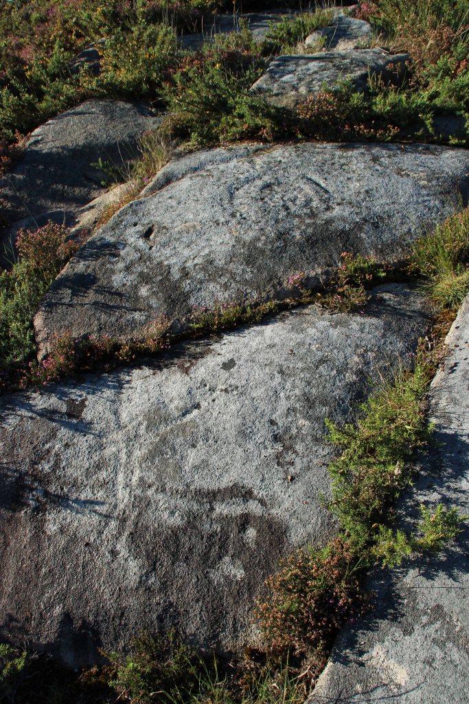 cervo da pedra bicuda de loureiro e combinacións circulares